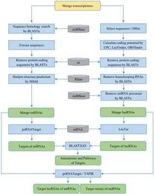 Computational Identification of miRNAs and Temperature-Responsive lncRNAs From Mango (Mangifera indica L.)